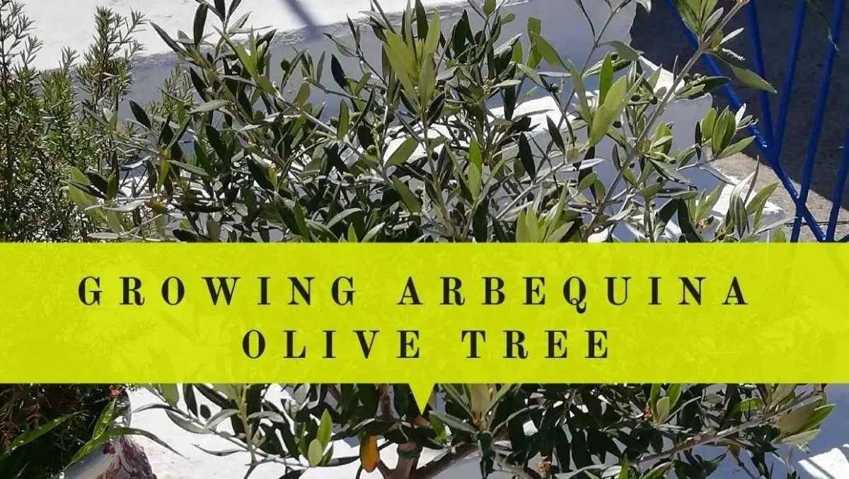 Best Olive Trees For Indoors Olive Tree Varieties To Grow Indoors