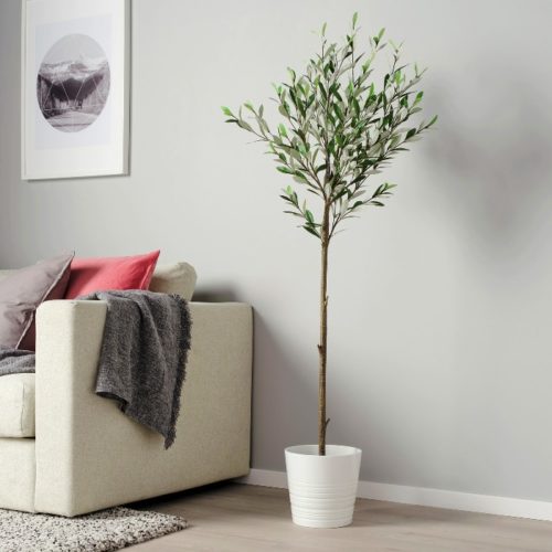 Best Olive Trees For Indoors Olive Tree Varieties To Grow Indoors