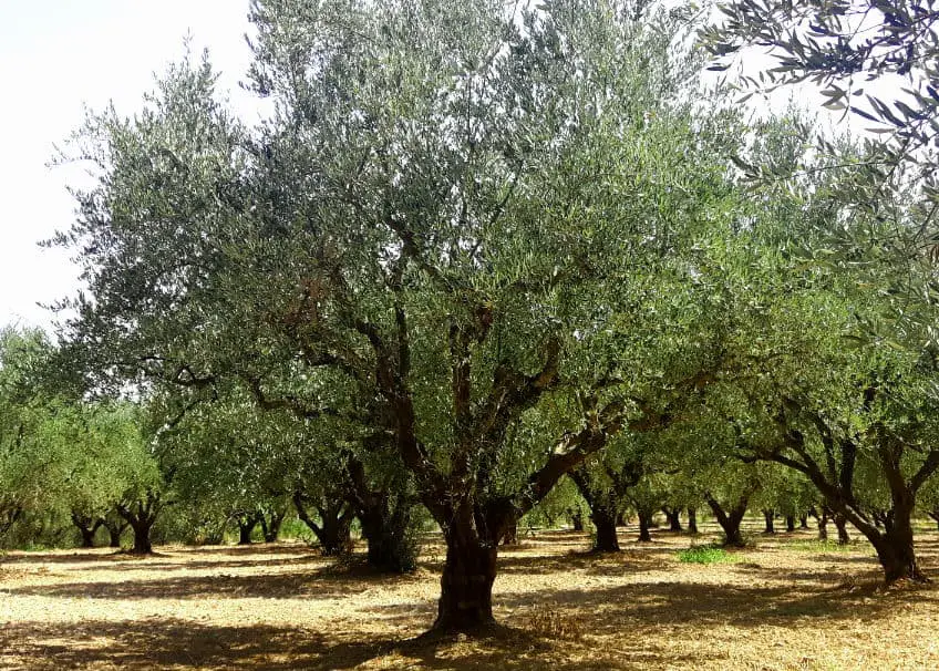 Adopt Olive Tree from Kalamata in Greece - Oliviada Project