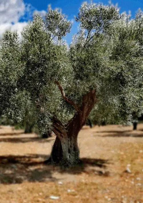 What Does An Olive Tree Symbolism