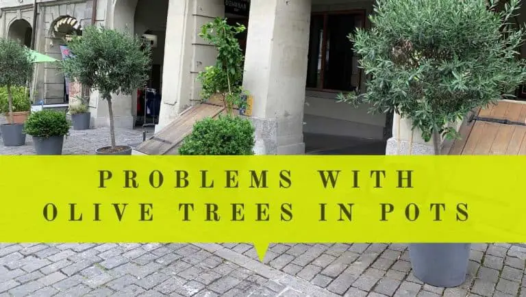 10 Common Problems with Olive Trees in Pots & Solutions | Oliviada