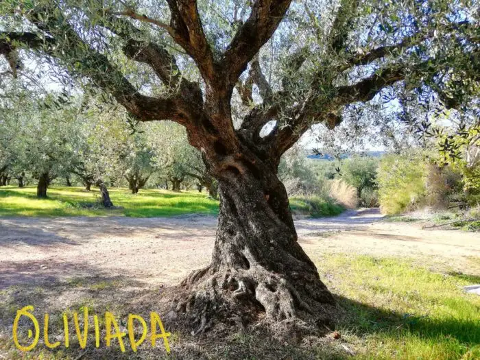 What Does Olive Tree Mean In French