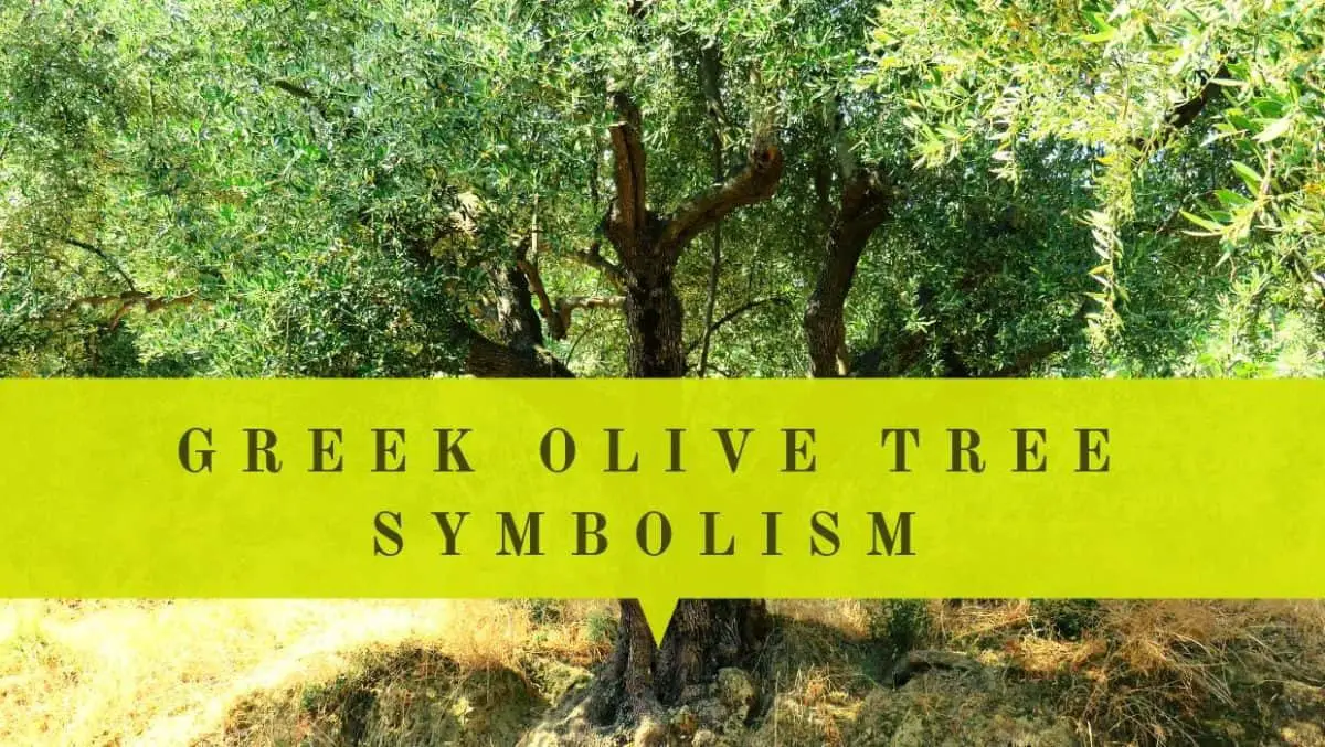 greek-olive-tree-symbolism-olive-tree-meaning