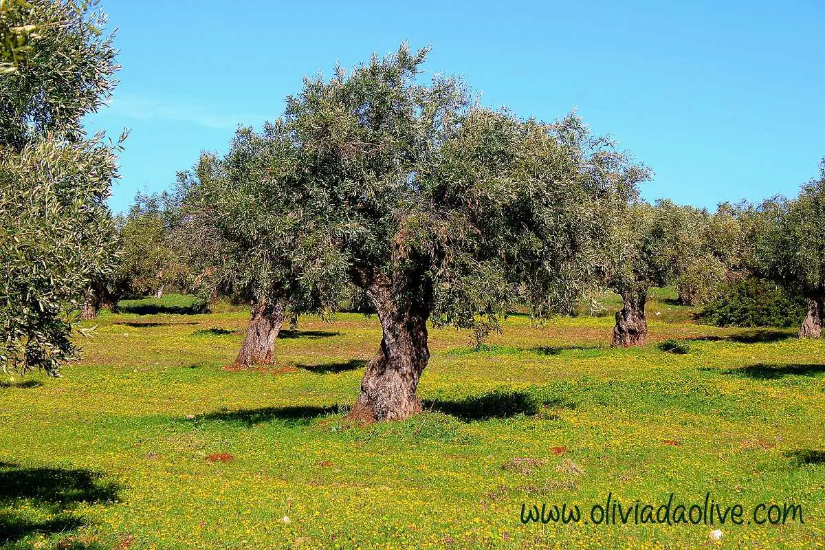 Greek Olive Tree Symbolism Olive Tree Meaning