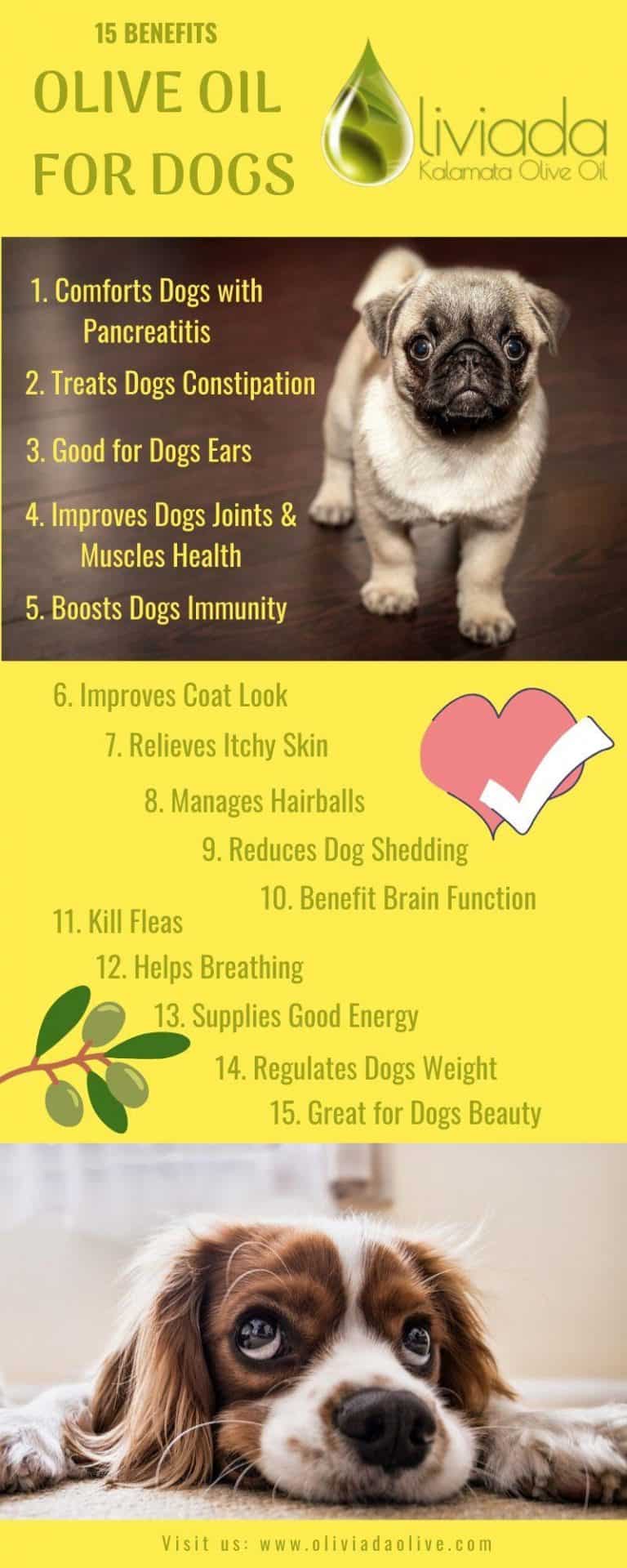 is-olive-oil-good-for-dogs-15-reasons-why-olive-oil-safe-for-dogs