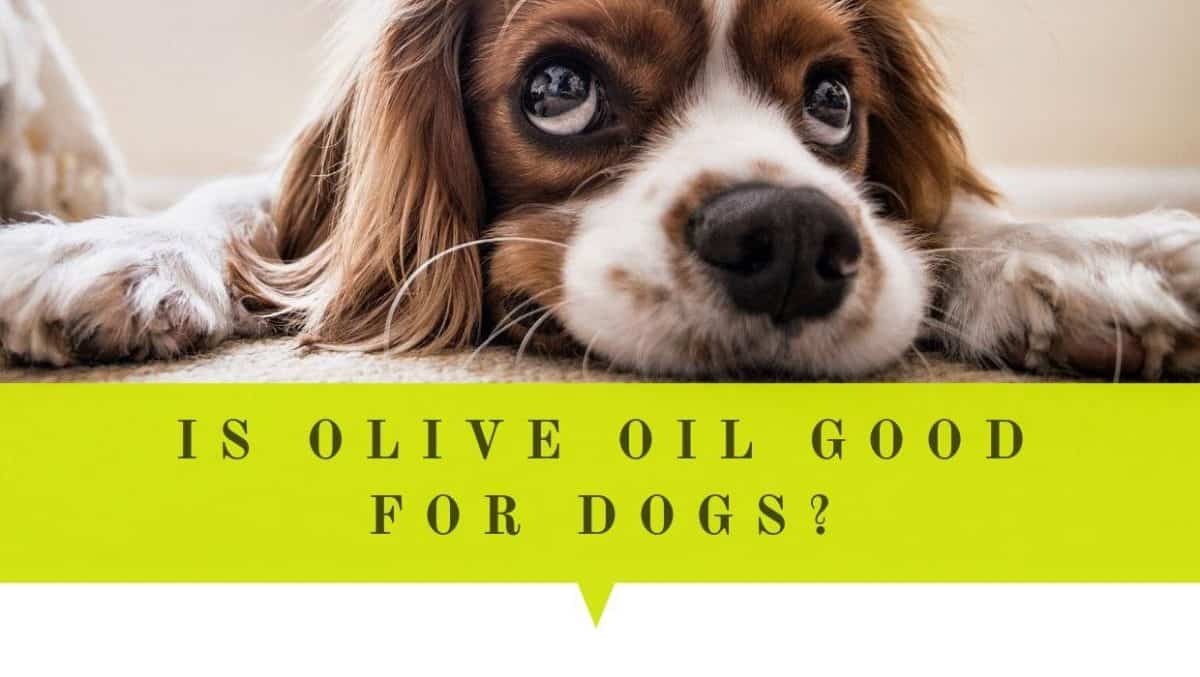 is-olive-oil-good-for-dogs-15-reasons-why-olive-oil-safe-for-dogs