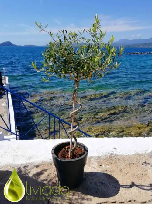 How To Grow Arbequina Olive Tree In Pot? 8 Amazing Tips