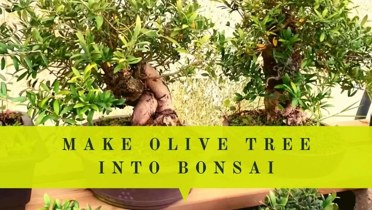 how-to-make-olive-tree-into-bonsai-complete-guide-with-videos