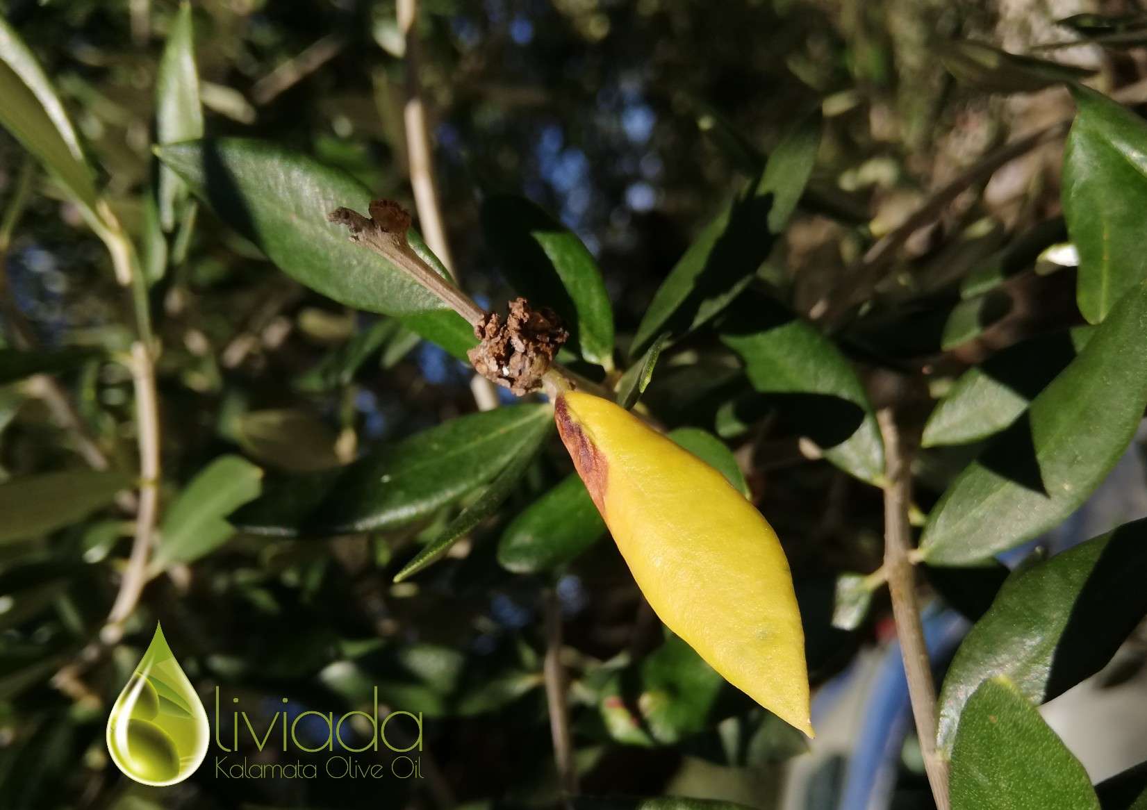 Why Olive Tree Leaves Turning Yellow Reasons Prevention