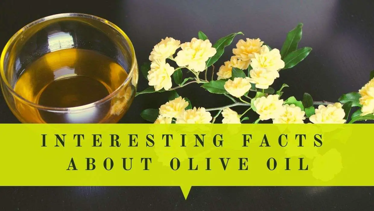 20 Amazing Facts About Olive Oil | Oliviada