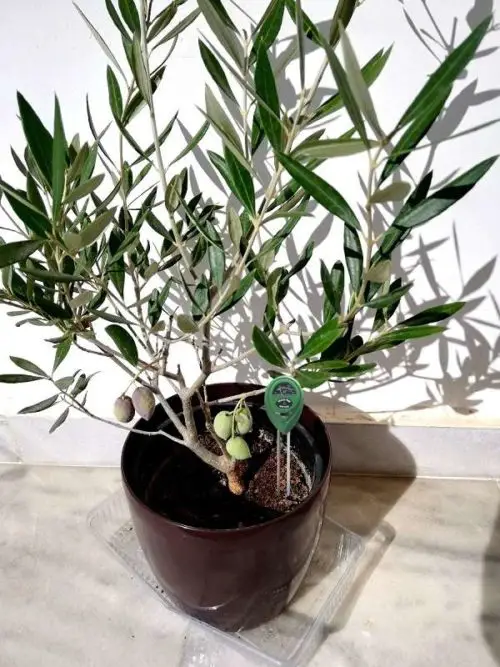 5 Tips On Water Requirements For Olive Trees In Pots