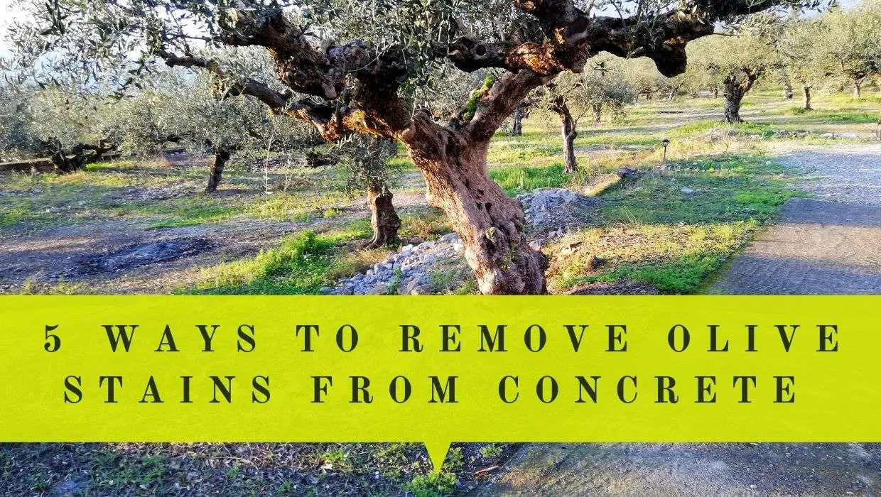 5-ways-to-remove-olive-stains-from-concrete-driveway-or-pathway-oliviada