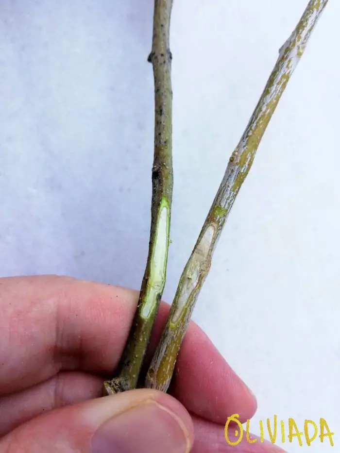 Grafting Olive Trees – 4 Techniques – Graft Aftercare | Oliviada