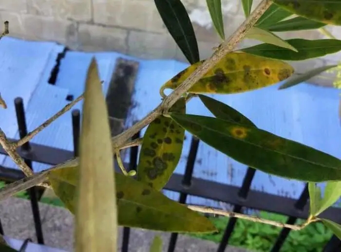 Olive Tree Leaves Yellow With Black Spots Why And How To Fix It Oliviada