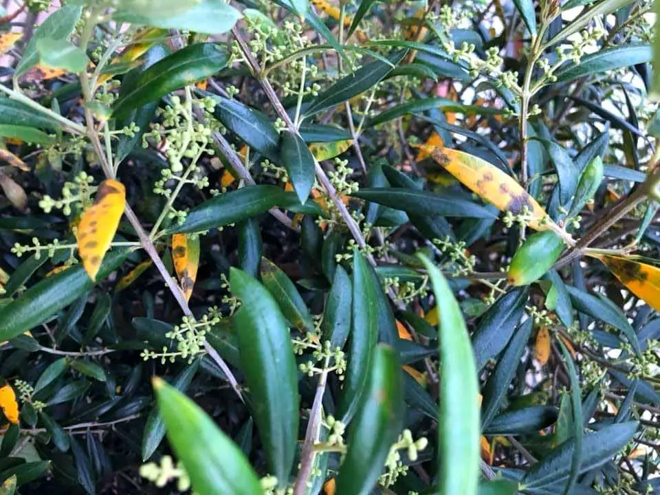 Olive Tree Leaves Yellow With Black Spots Why And How To Fix It 